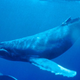 Image for article titled A decade before Boaty McBoatface, the internet came together to name a whale